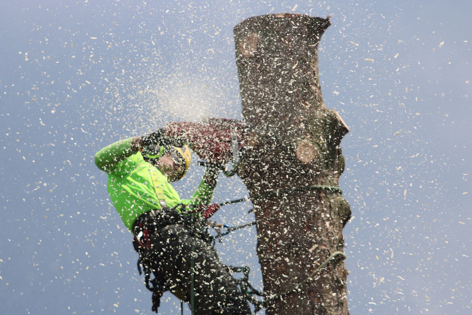 StormReady arborist in a harness cutting a trunk section with a chainsaw