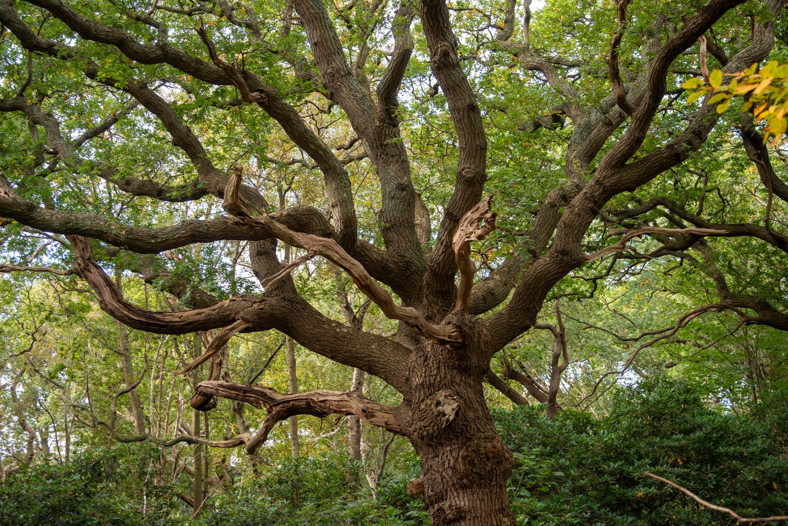 Grand oak reduction and cabling