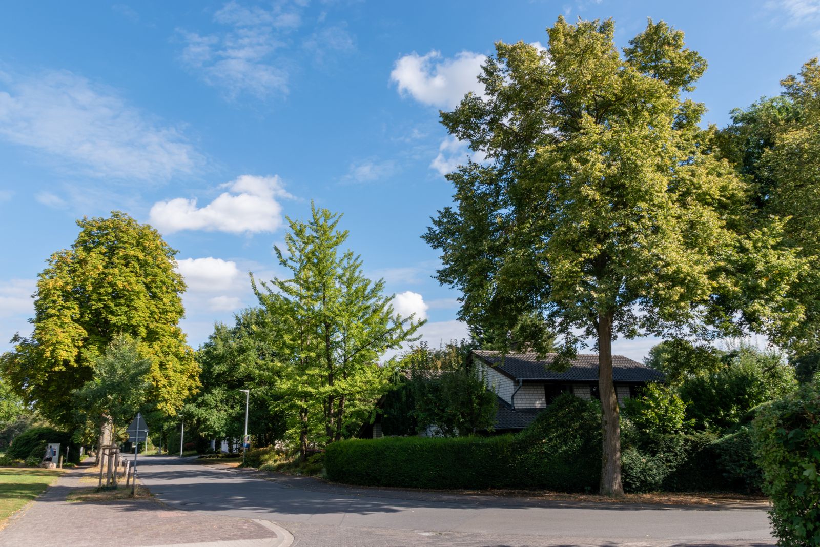 Clear tree-lined residential street after cleanup