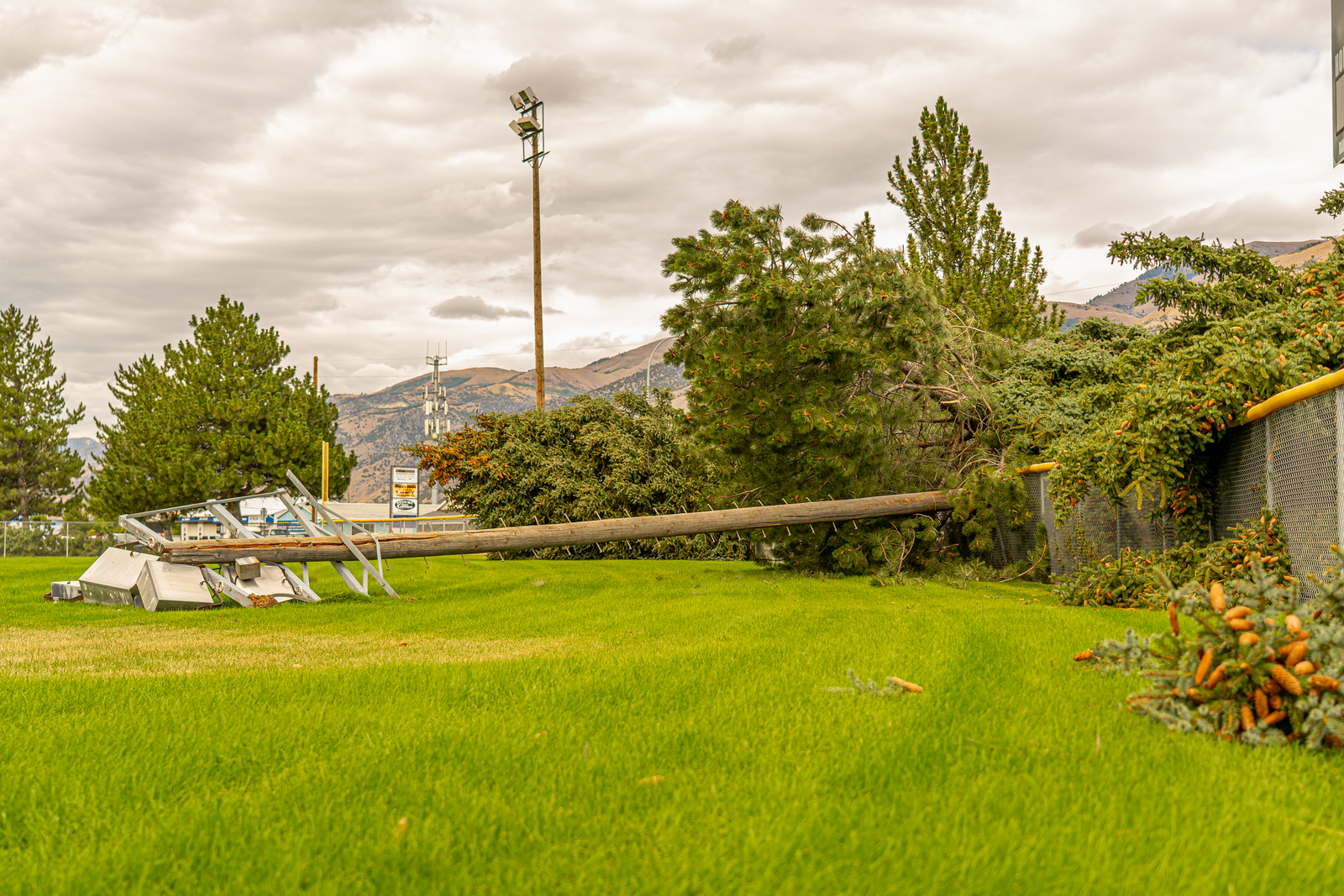 The Tampa Bay homeowner's tree prep plan for hurricane season